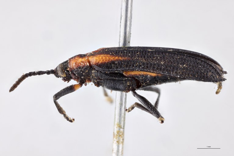 Xenochalepus deyrollei Ex-T L.jpg