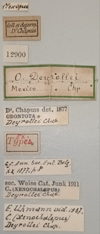 Xenochalepus deyrollei Ex-T Labels.jpg
