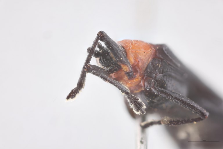 Xenochalepus erythroderus Ex-T F-V.jpg