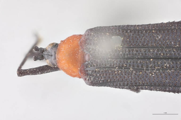 Xenochalepus erythroderus Ex-T Head-Close-Up.jpg