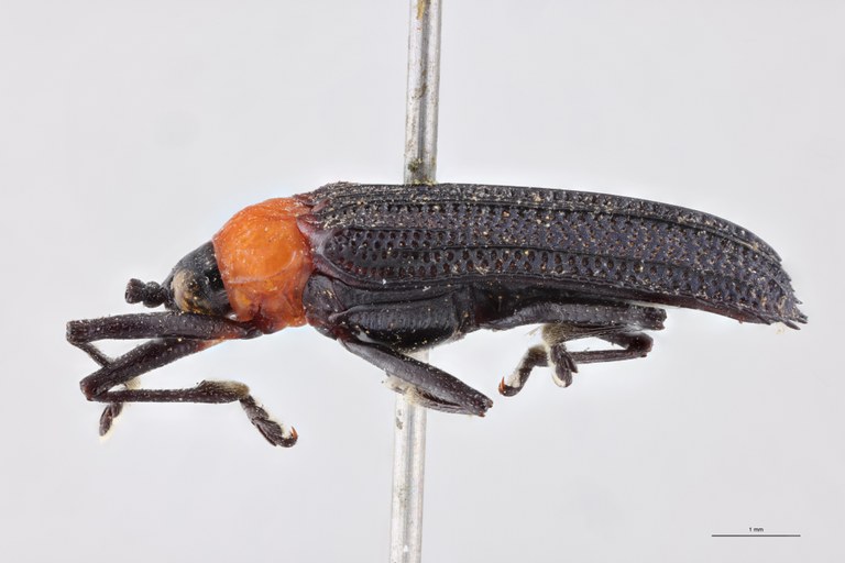 Xenochalepus erythroderus Ex-T L.jpg