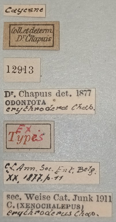 Xenochalepus erythroderus Ex-T Labels.jpg