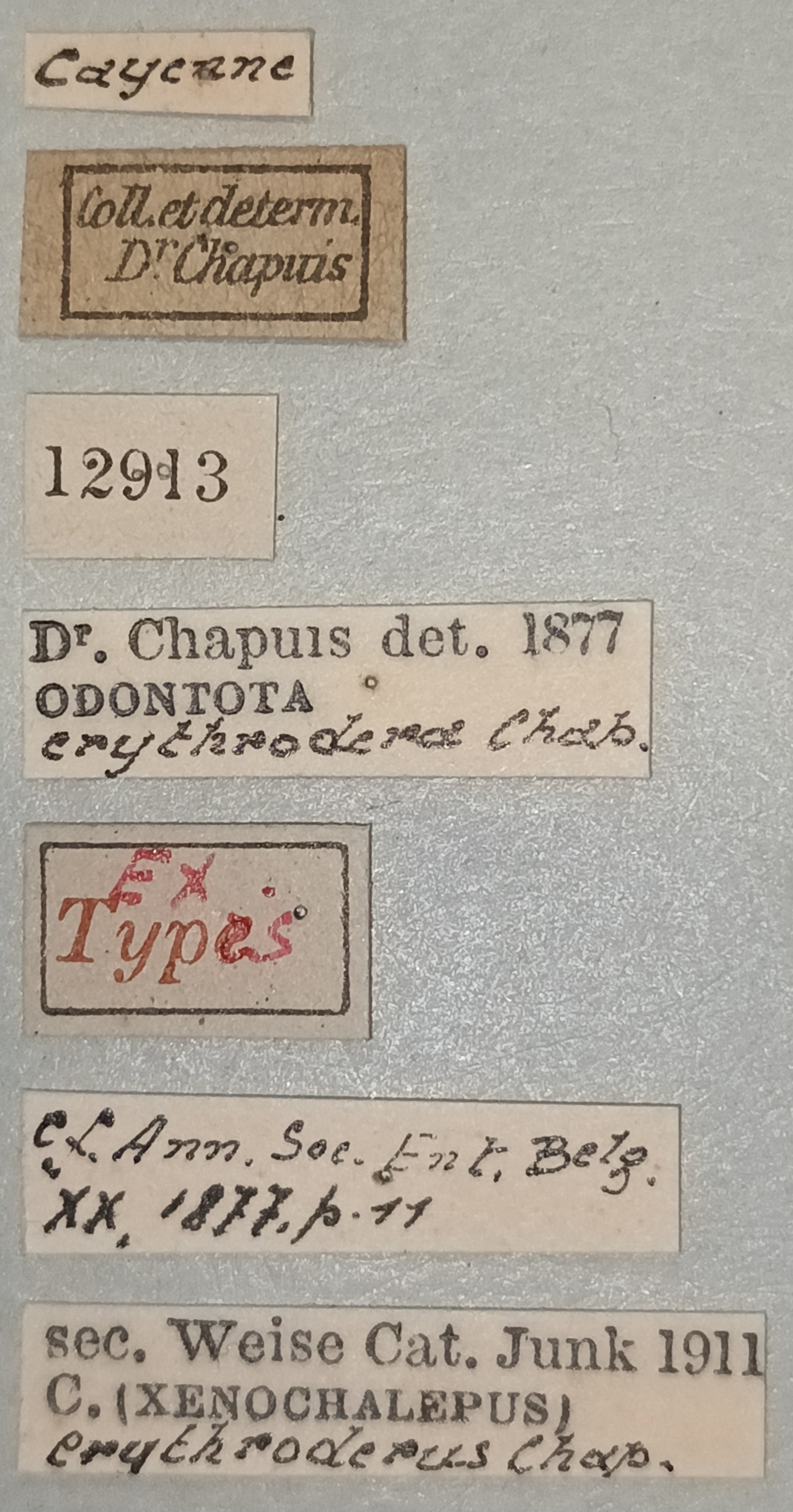 Xenochalepus erythroderus Ex-T Labels.jpg