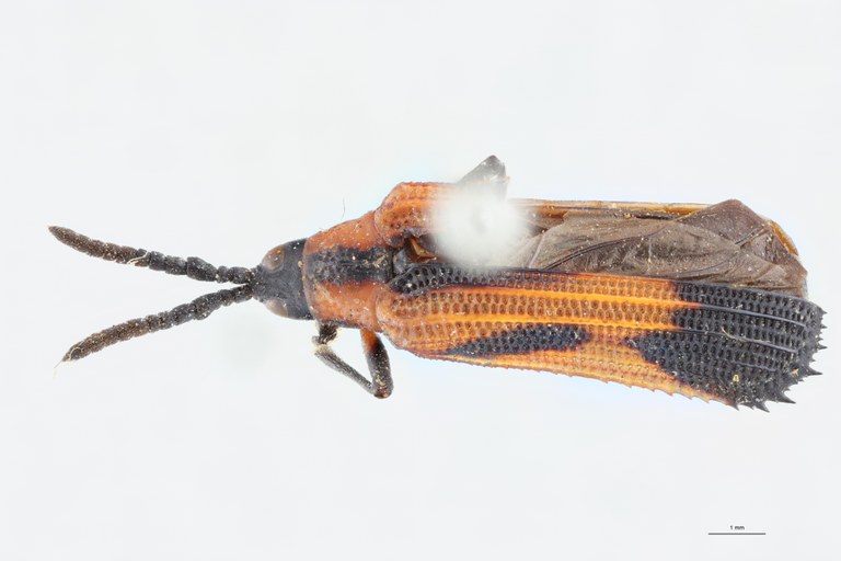 Xenochalepus guerini Ex-T D.jpg