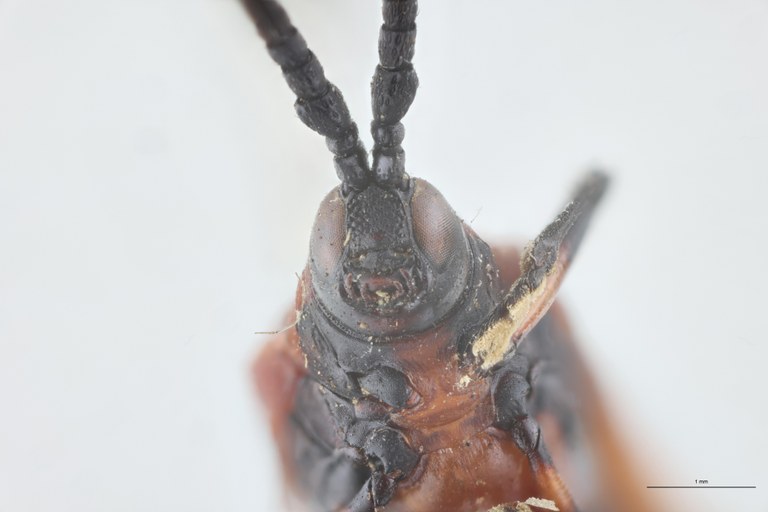 Xenochalepus guerini Ex-T F-V.jpg