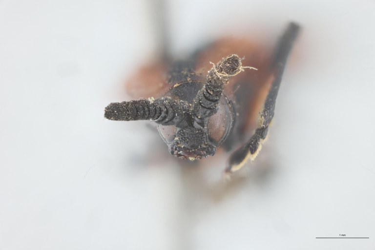 Xenochalepus guerini Ex-T F.jpg