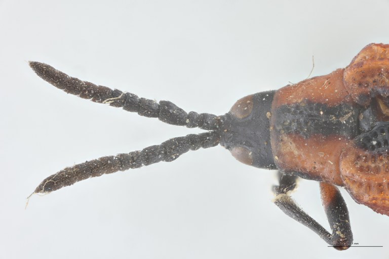 Xenochalepus guerini Ex-T Head-Close-Up.jpg