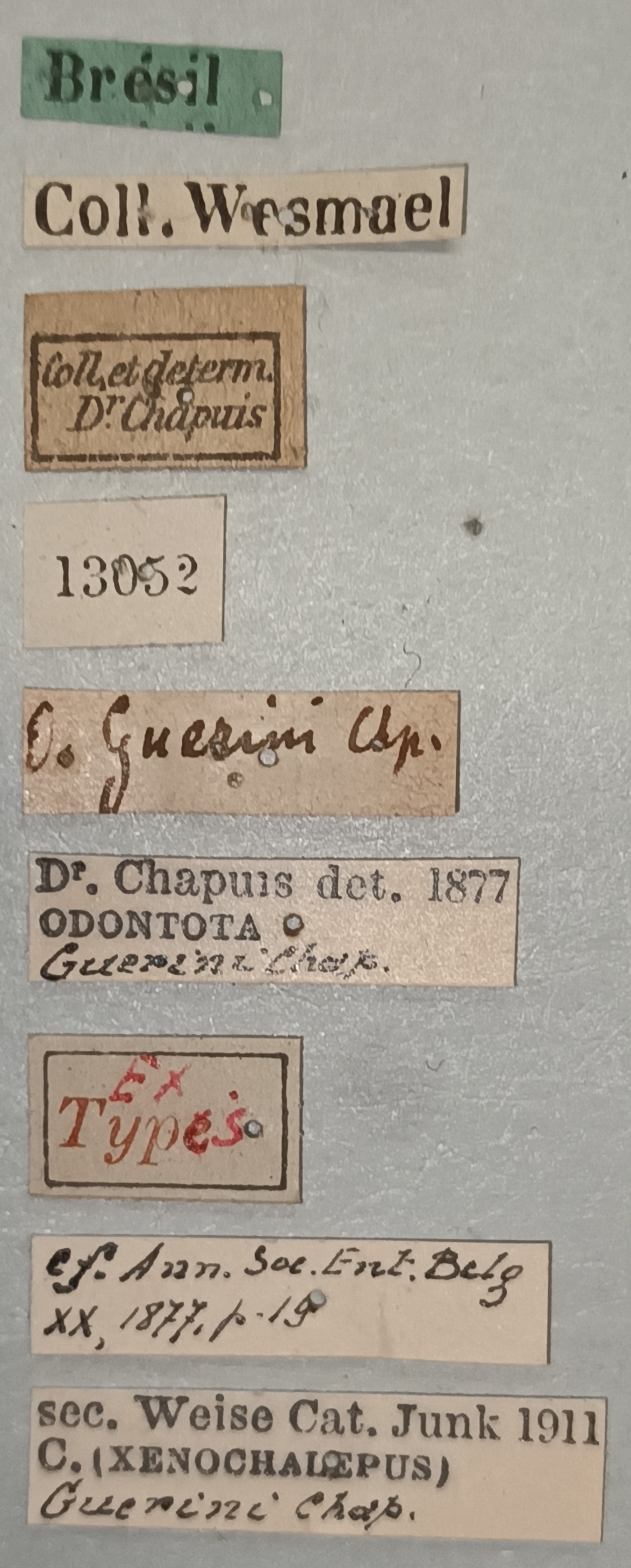 Xenochalepus guerini Ex-T Labels.jpg