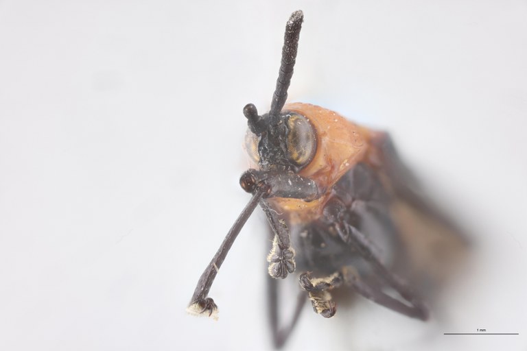 Xenochalepus haematoderus Ex-T F-V.jpg