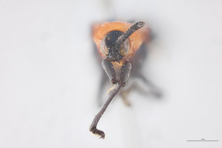 Xenochalepus haematoderus Ex-T F.jpg