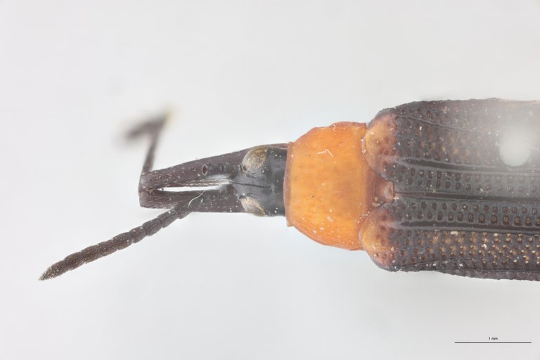 Xenochalepus haematoderus Ex-T Head-Close-Up.jpg