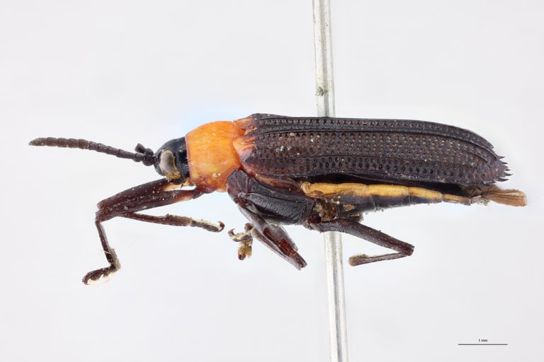 Xenochalepus haematoderus Ex-T L.jpg