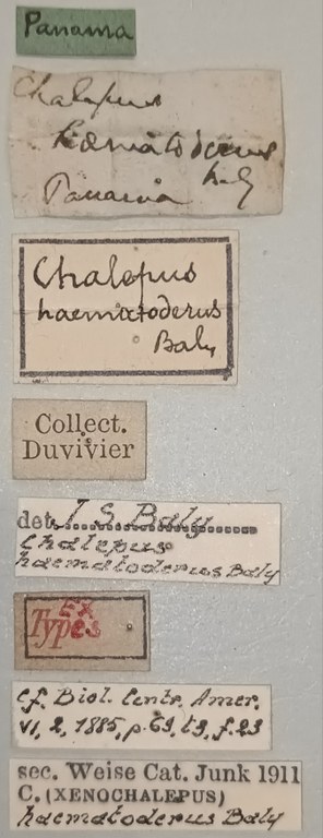 Xenochalepus haematoderus Ex-T Labels.jpg
