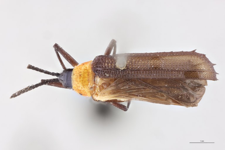 Xenochalepus haroldi Ex-T D.jpg