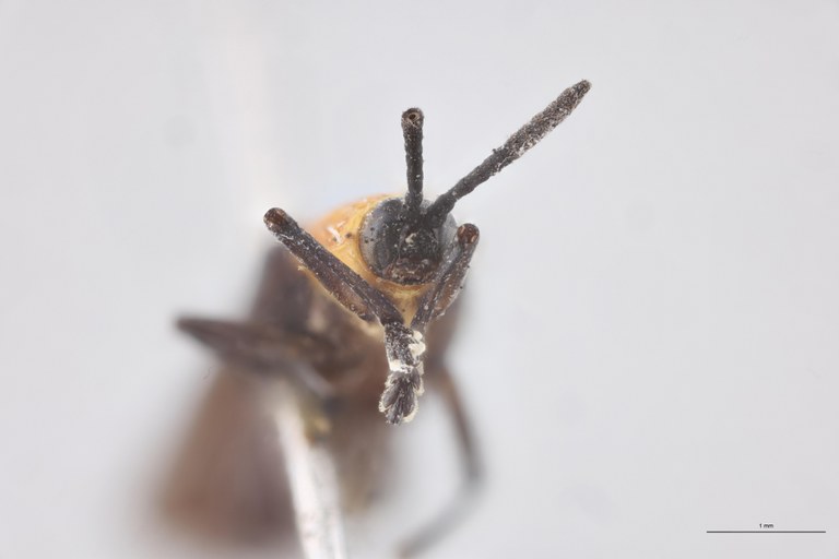 Xenochalepus haroldi Ex-T F-V.jpg