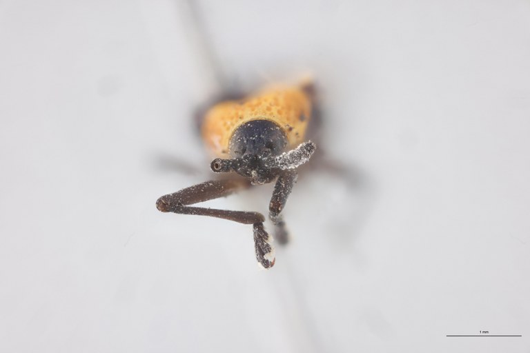 Xenochalepus haroldi Ex-T F.jpg