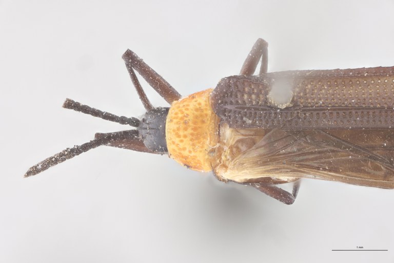 Xenochalepus haroldi Ex-T Head-Close-Up.jpg