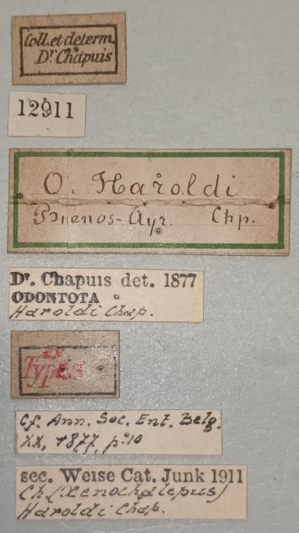 Xenochalepus haroldi Ex-T Labels.jpg