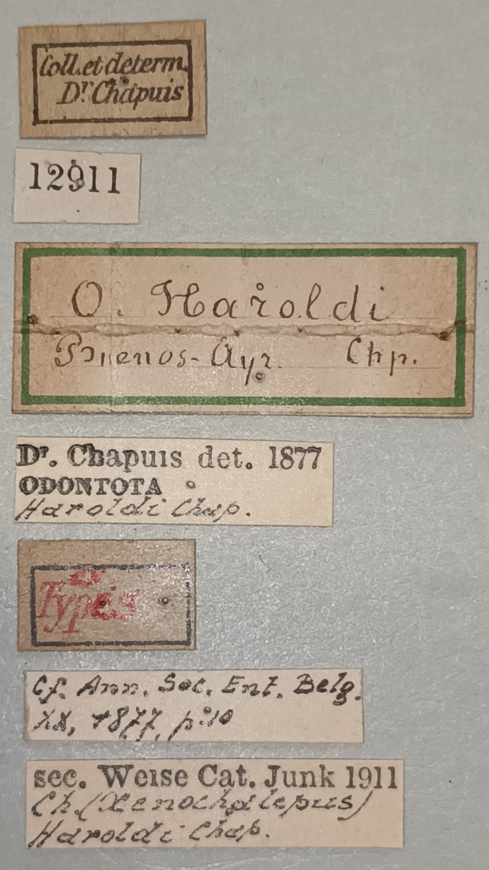 Xenochalepus haroldi Ex-T Labels.jpg
