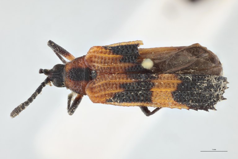 Xenochalepus medius Plt D.jpg