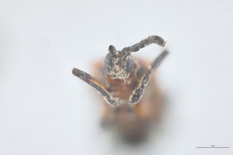 Xenochalepus medius Plt F-V.jpg