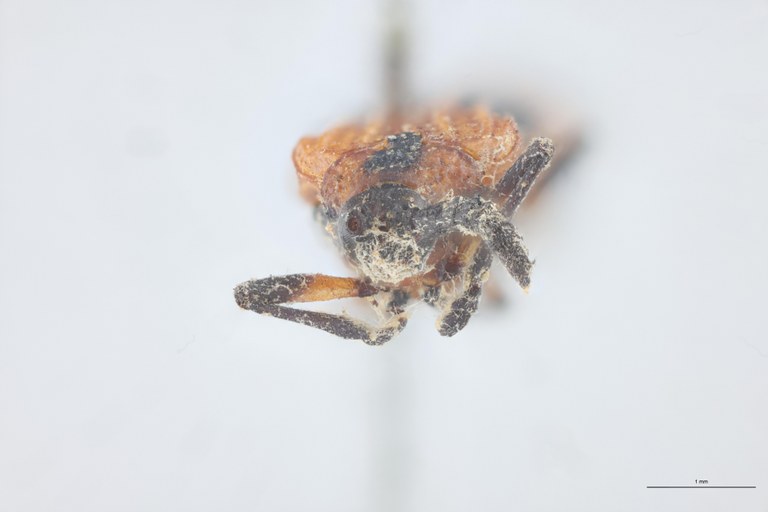 Xenochalepus medius Plt F.jpg