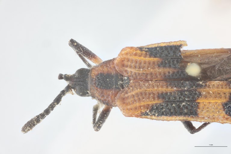 Xenochalepus medius Plt Head-Close-Up.jpg