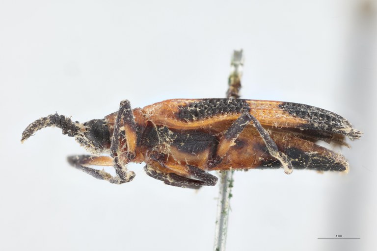 Xenochalepus medius Plt L.jpg