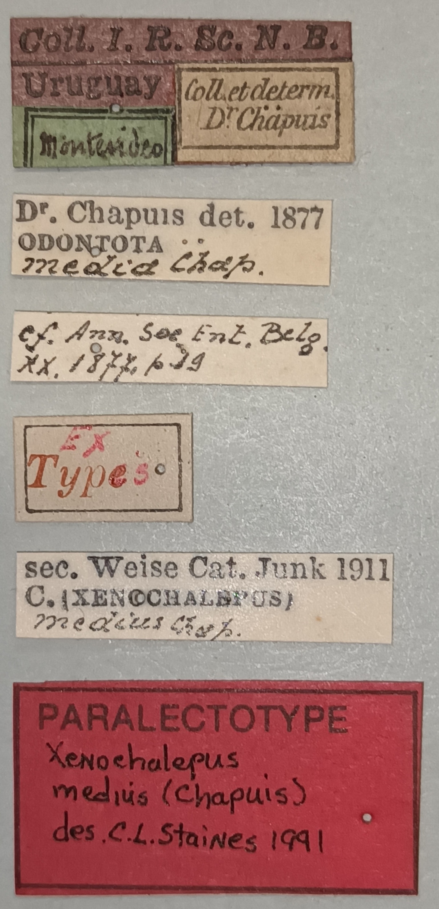 Xenochalepus medius Plt Labels.jpg