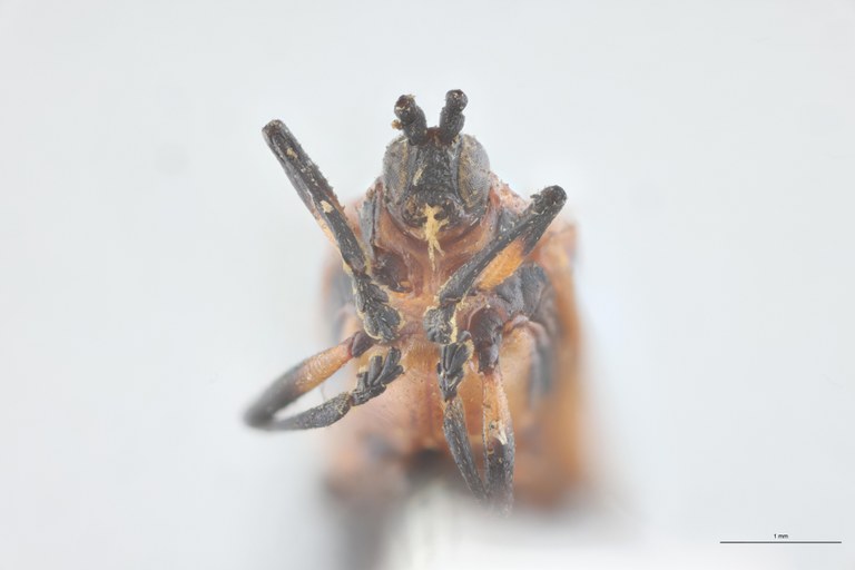 Xenochalepus medius Lt F-V.jpg