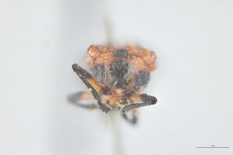 Xenochalepus medius Lt F.jpg