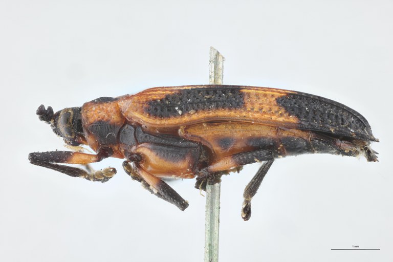 Xenochalepus medius Lt L.jpg