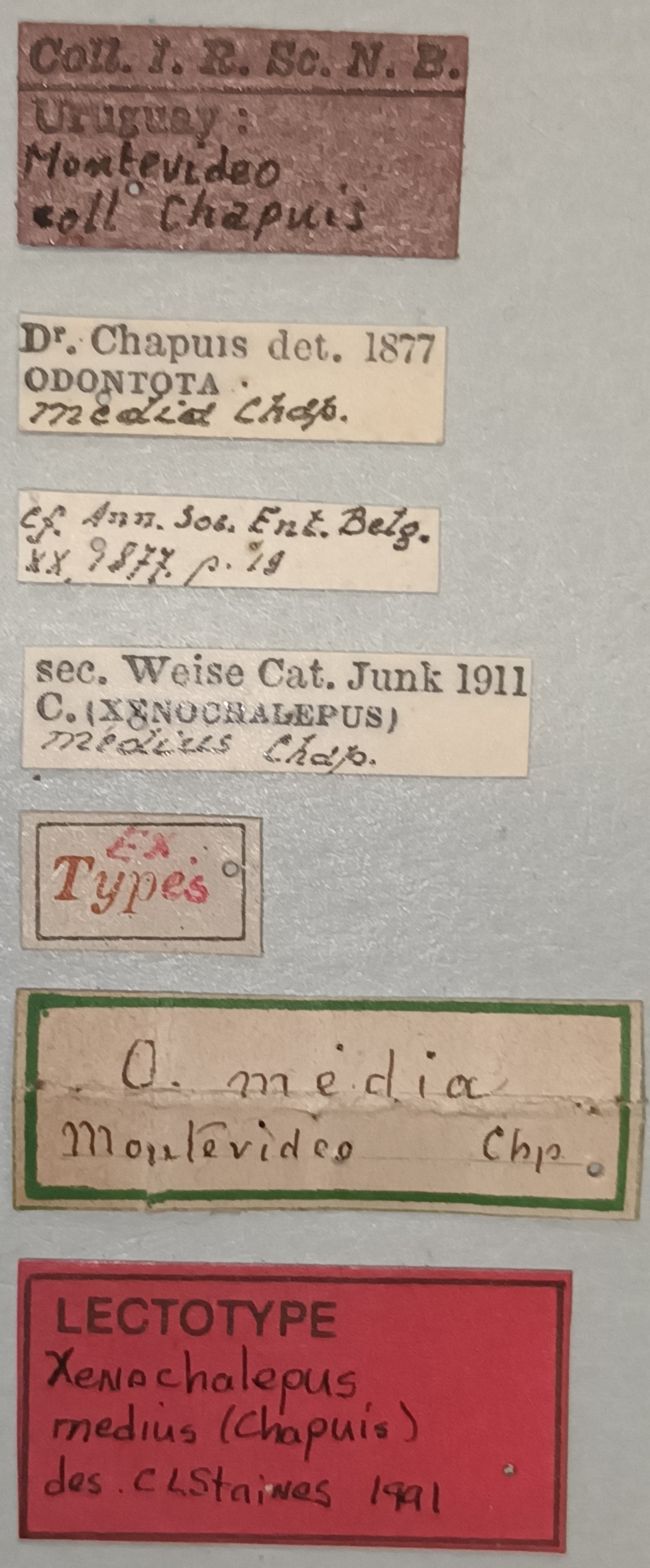 Xenochalepus medius Lt Labels.jpg