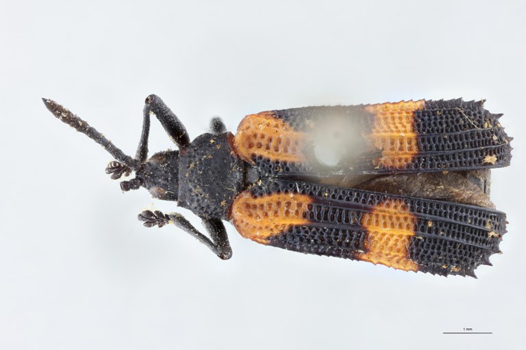 Xenochalepus notaticollis Ex-T D.jpg