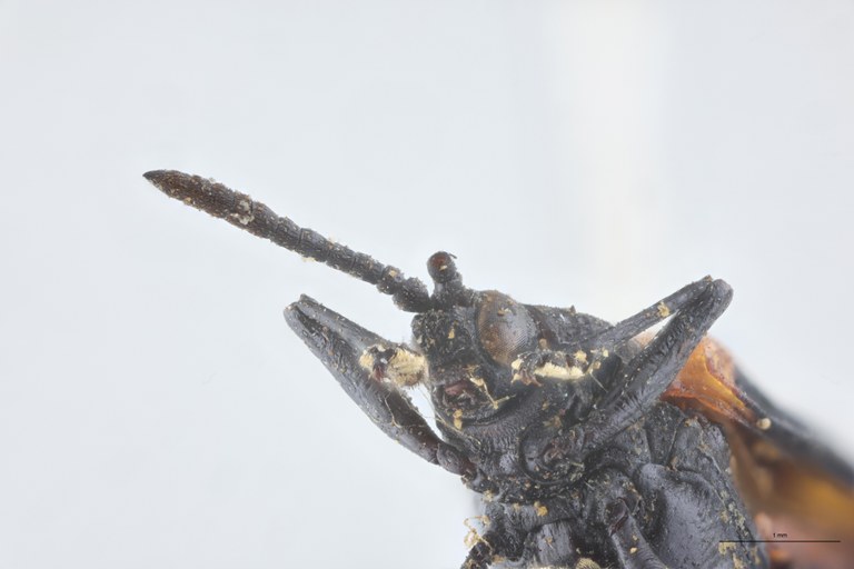 Xenochalepus notaticollis Ex-T F-V.jpg