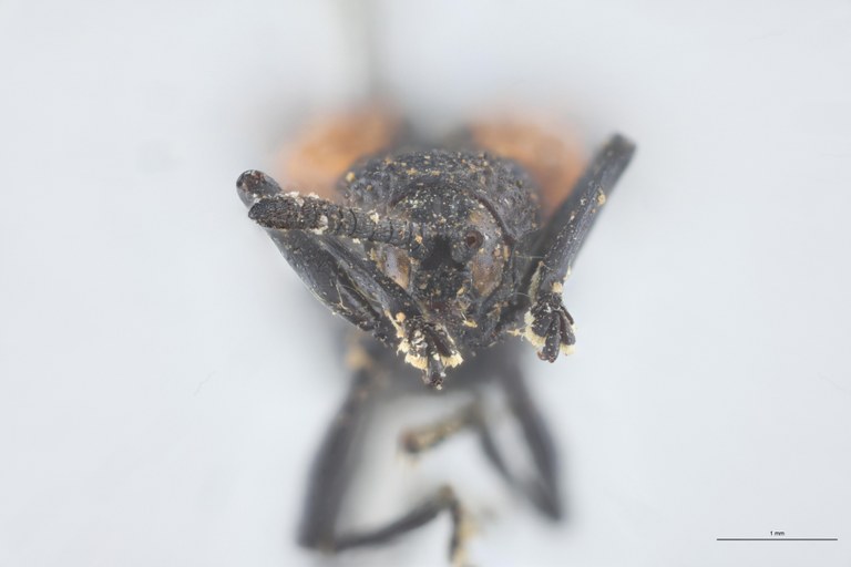 Xenochalepus notaticollis Ex-T F.jpg