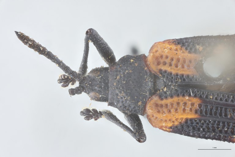 Xenochalepus notaticollis Ex-T Head-Close-Up.jpg