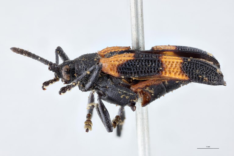 Xenochalepus notaticollis Ex-T L.jpg