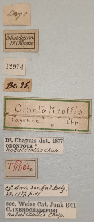 Xenochalepus notaticollis Ex-T Labels.jpg