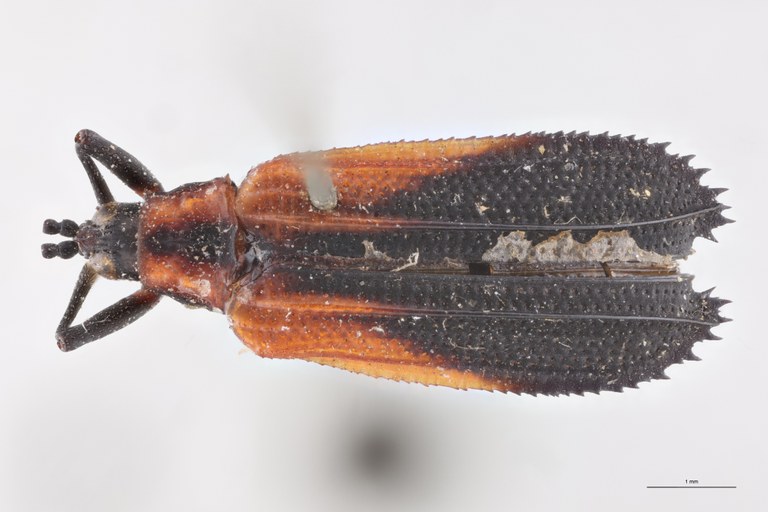 Xenochalepus omogerus palliatus Ex-T D.jpg