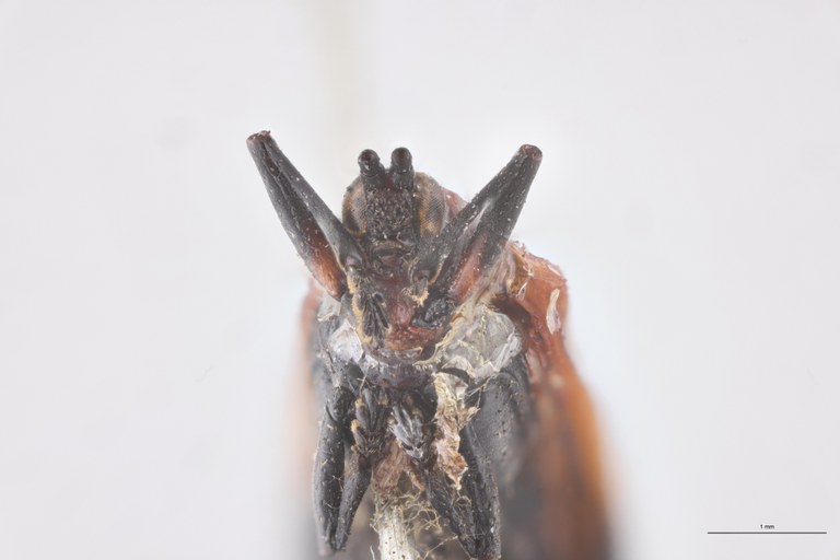 Xenochalepus omogerus palliatus Ex-T F-V.jpg