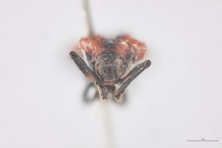 Xenochalepus omogerus palliatus Ex-T F.jpg