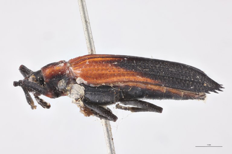 Xenochalepus omogerus palliatus Ex-T L.jpg