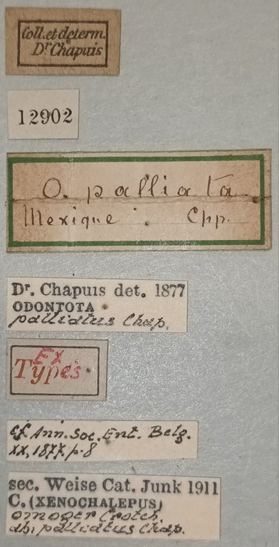 Xenochalepus omogerus palliatus Ex-T Labels.jpg