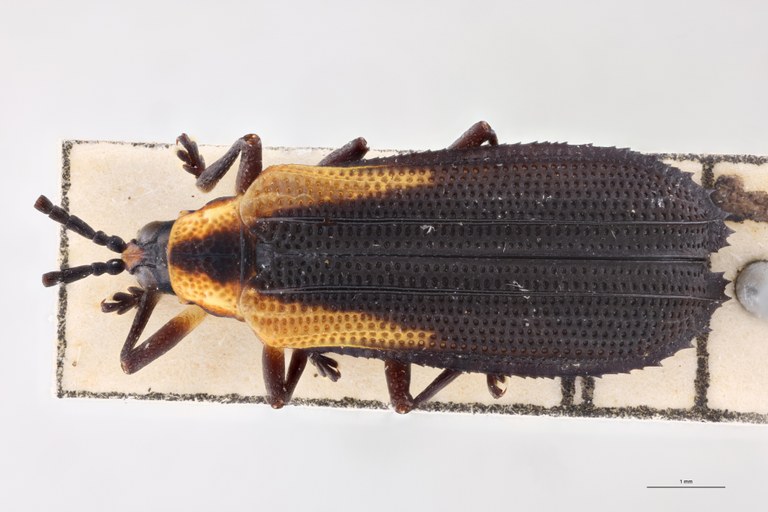 Xenochalepus subomoger F Pt D.jpg