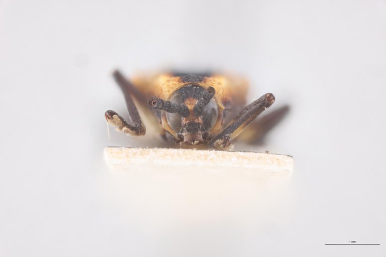 Xenochalepus subomoger F Pt F-V.jpg