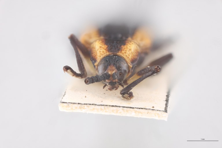 Xenochalepus subomoger F Pt F.jpg