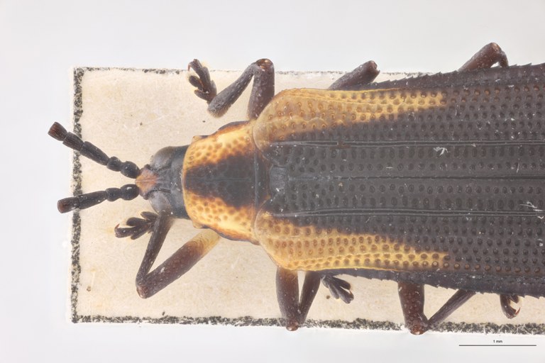 Xenochalepus subomoger F Pt Head-Close-Up.jpg