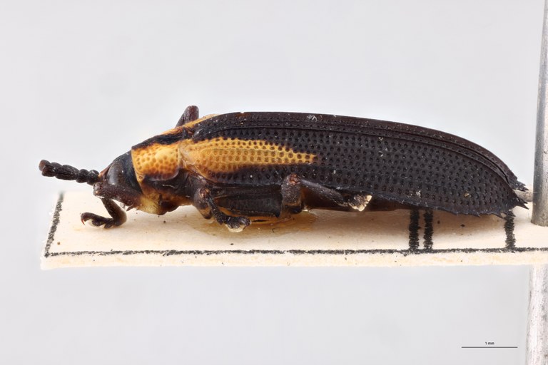 Xenochalepus subomoger F Pt L.jpg