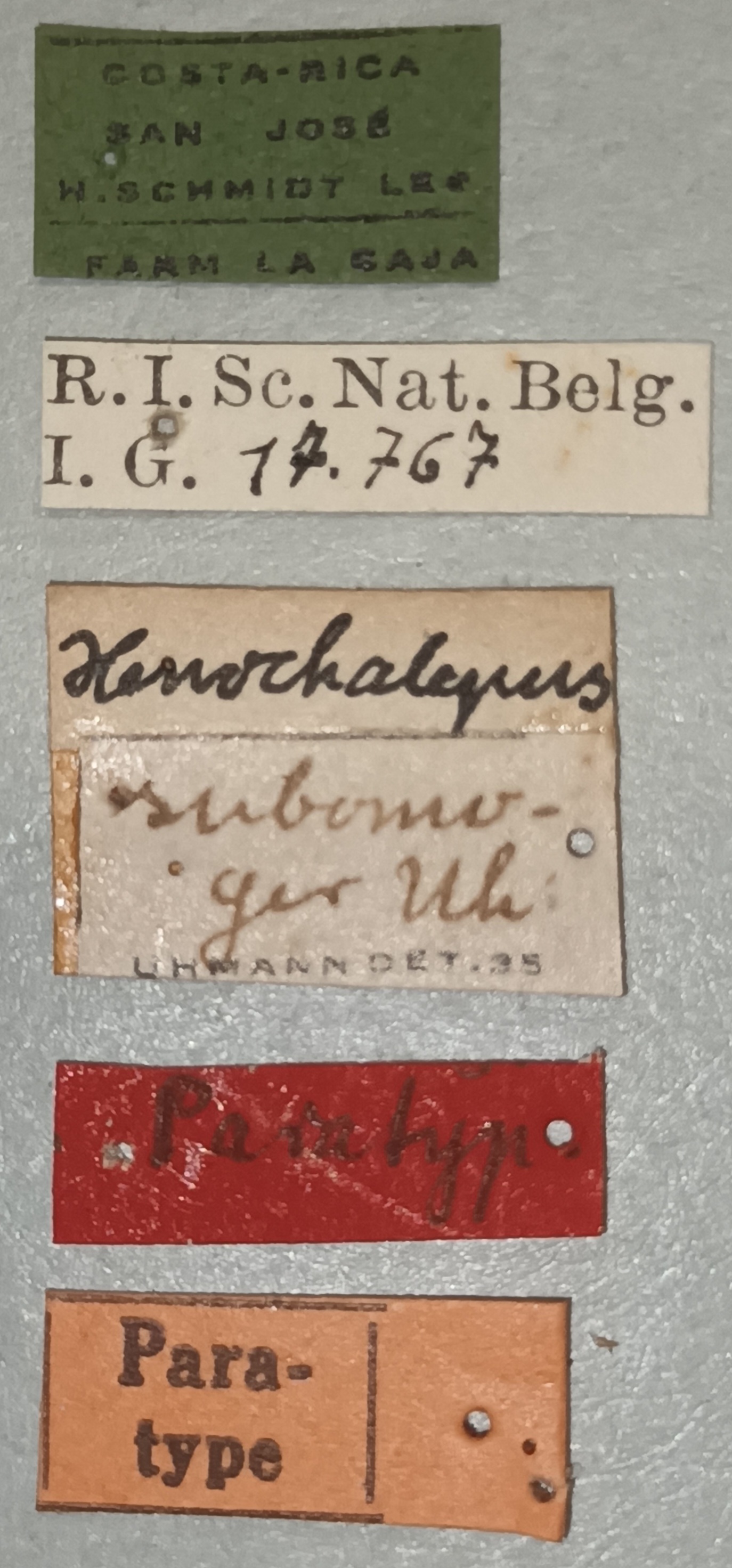 Xenochalepus subomoger F Pt Labels.jpg